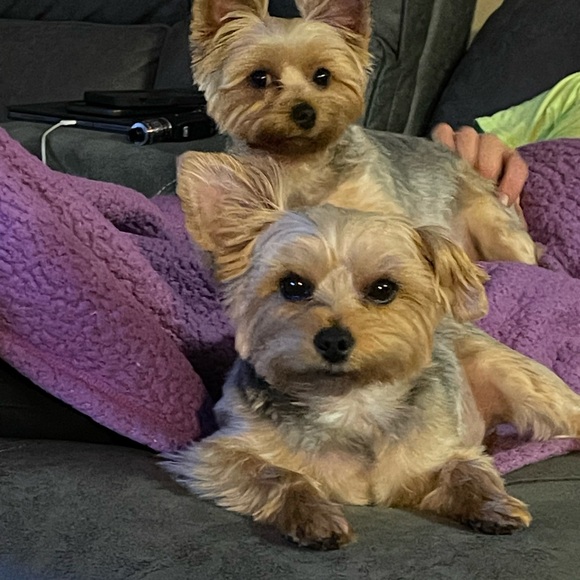 Meet your Posher, Myndee - Picture 4 of 6